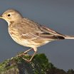American Pipit